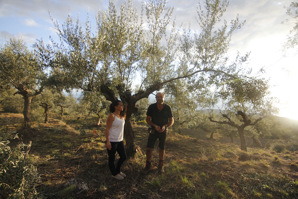Olivenernte 2020 – OlivenGut
